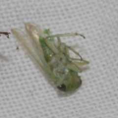 Cicadellidae (family) (Unidentified leafhopper) at Higgins, ACT - 21 Feb 2023 by AlisonMilton