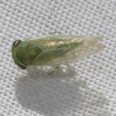 Cicadellidae (family) at Higgins, ACT - 21 Feb 2023 09:42 AM