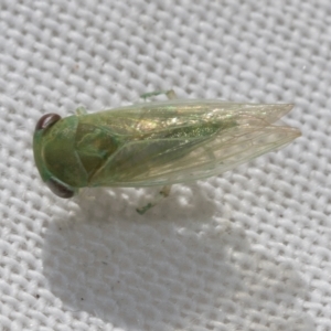 Cicadellidae (family) at Higgins, ACT - 21 Feb 2023