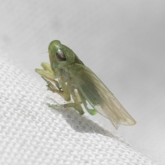 Cicadellidae (family) at Higgins, ACT - 21 Feb 2023
