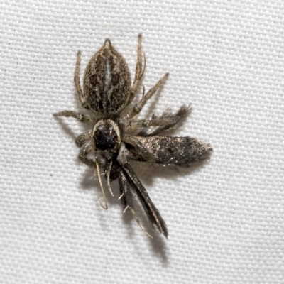 Maratus griseus (Jumping spider) at Higgins, ACT - 20 Feb 2023 by AlisonMilton