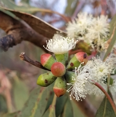 Eucalyptus nortonii (Mealy Bundy) at Fadden, ACT - 20 Feb 2023 by KumikoCallaway