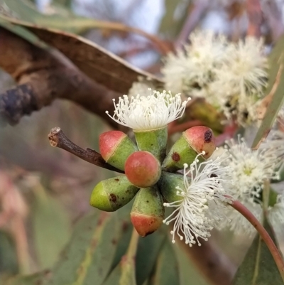 Eucalyptus nortonii (Mealy Bundy) at Fadden, ACT - 21 Feb 2023 by KumikoCallaway