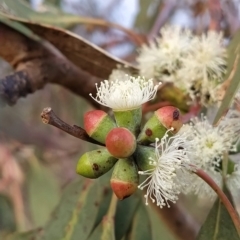 Eucalyptus nortonii (Large-flowered Bundy) at Fadden, ACT - 20 Feb 2023 by KumikoCallaway
