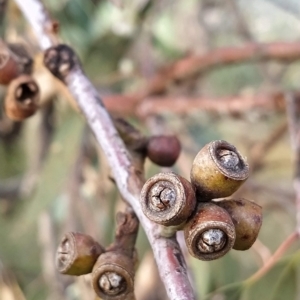 Eucalyptus nortonii at Fadden, ACT - 21 Feb 2023