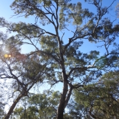 Callocephalon fimbriatum at Pialligo, ACT - suppressed