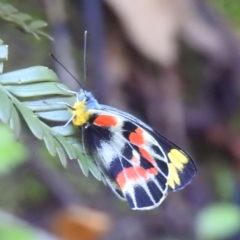 Delias harpalyce (Imperial Jezebel) at Acton, ACT - 20 Feb 2023 by HelenCross