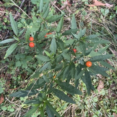 Solanum pseudocapsicum (Jerusalem Cherry, Madeira Cherry) at Cullendulla Creek Nature Reserve - 18 Feb 2023 by mbmiyagi