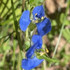 Commelina cyanea (Scurvy Weed) at Long Beach, NSW - 18 Feb 2023 by mbmiyagi