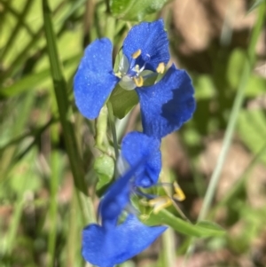 Commelina cyanea at Long Beach, NSW - 19 Feb 2023 10:42 AM