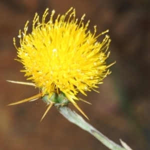 Centaurea solstitialis at Cavan, NSW - 21 Feb 2023