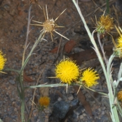 Centaurea solstitialis at Cavan, NSW - 21 Feb 2023