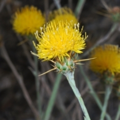 Centaurea solstitialis at Cavan, NSW - 21 Feb 2023