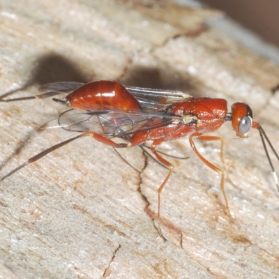 Pristaulacus sp. (genus) (A parasitic wasp) at Cavan, NSW - 21 Feb 2023 by Harrisi