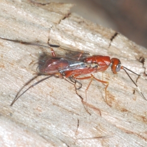 Pristaulacus sp. (genus) at Cavan, NSW - 21 Feb 2023