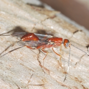Pristaulacus sp. (genus) at Cavan, NSW - 21 Feb 2023