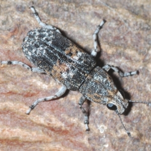 Dendropemon subfasciatus at Cavan, NSW - 21 Feb 2023 03:09 PM