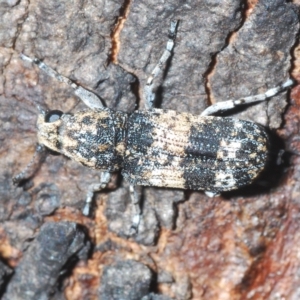 Dendropemon subfasciatus at Cavan, NSW - 21 Feb 2023