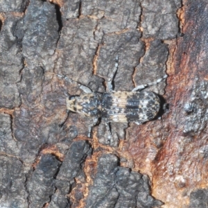 Dendropemon subfasciatus at Cavan, NSW - 21 Feb 2023