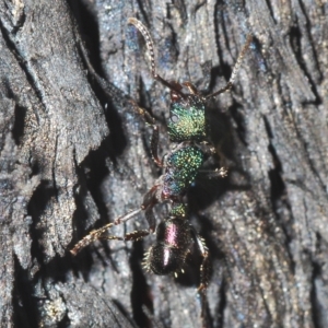 Rhytidoponera metallica at Cavan, NSW - 21 Feb 2023 02:43 PM