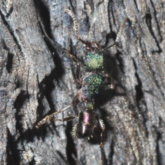 Rhytidoponera metallica (Greenhead ant) at Cavan, NSW - 21 Feb 2023 by Harrisi