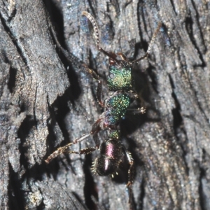 Rhytidoponera metallica at Cavan, NSW - 21 Feb 2023