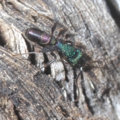 Rhytidoponera metallica at Cavan, NSW - 21 Feb 2023 02:43 PM