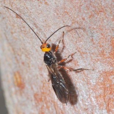Braconidae (family) (Unidentified braconid wasp) at Cavan, NSW - 21 Feb 2023 by Harrisi