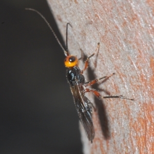 Braconidae (family) at Cavan, NSW - 21 Feb 2023 03:16 PM