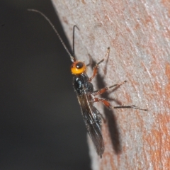 Braconidae (family) at Cavan, NSW - 21 Feb 2023