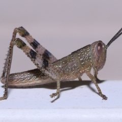 Valanga irregularis (Hedge Grasshopper) at Wellington Point, QLD - 19 Feb 2023 by TimL