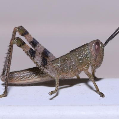 Unidentified Grasshopper (several families) at Wellington Point, QLD - 19 Feb 2023 by TimL