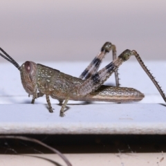 Valanga irregularis at Wellington Point, QLD - suppressed