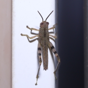 Valanga irregularis at Wellington Point, QLD - suppressed