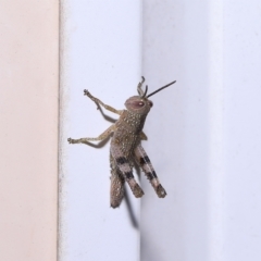 Valanga irregularis at Wellington Point, QLD - suppressed