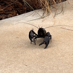 Cherax destructor at Kingston, ACT - 21 Feb 2023