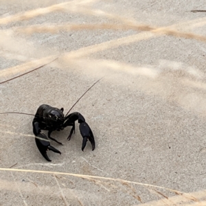 Cherax destructor at Kingston, ACT - 21 Feb 2023