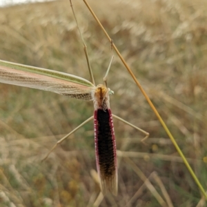 Tenodera australasiae at Kambah, ACT - 22 Feb 2023