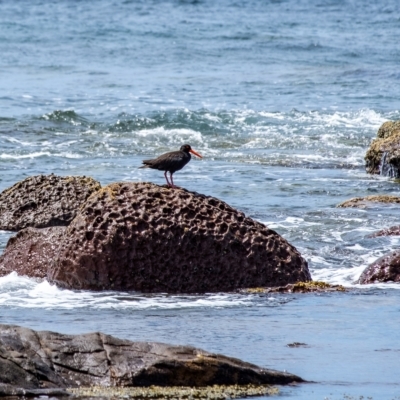 Haematopus fuliginosus (Sooty Oystercatcher) at Lake Illawarra, NSW - 21 Feb 2023 by Aussiegall