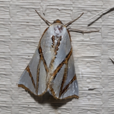 Thalaina clara (Clara's Satin Moth) at Higgins, ACT - 21 Feb 2023 by AlisonMilton