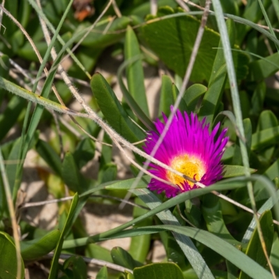 Carpobrotus glaucescens (Pigface) at Lake Illawarra, NSW - 21 Feb 2023 by Aussiegall