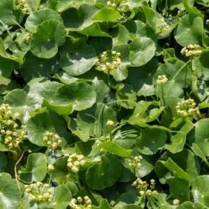 Hydrocotyle bonariensis at Lake Illawarra, NSW - 21 Feb 2023