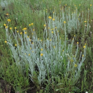 Chrysocephalum apiculatum at Boorowa, NSW - 23 Oct 2022