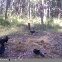 Corcorax melanorhamphos (White-winged Chough) at Oakdale, NSW - 22 Feb 2023 by bufferzone