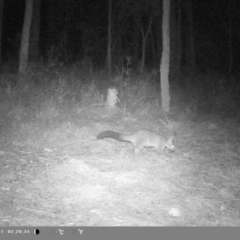 Trichosurus vulpecula (Common Brushtail Possum) at Wollondilly Local Government Area - 22 Feb 2023 by bufferzone