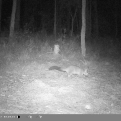 Trichosurus vulpecula (Common Brushtail Possum) at Oakdale, NSW - 22 Feb 2023 by bufferzone