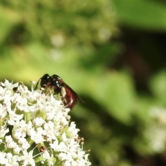 Exoneura sp. (genus) (A reed bee) at Penrose, NSW - 15 Feb 2023 by GlossyGal