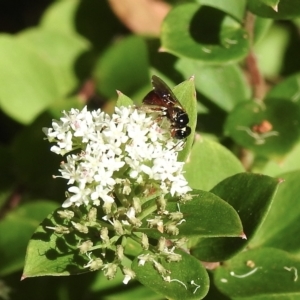 Exoneura sp. (genus) at Penrose, NSW - suppressed