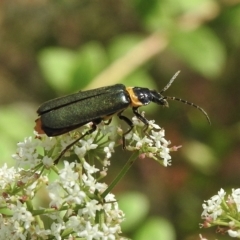 Chauliognathus lugubris (Plague Soldier Beetle) at Penrose - 16 Feb 2023 by GlossyGal