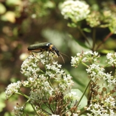 Chauliognathus lugubris at Penrose, NSW - suppressed